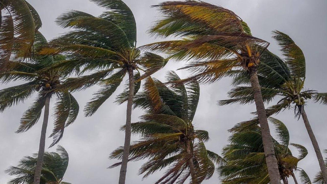 Palm trees bending in hurricane-force winds under a storm sky in Florida